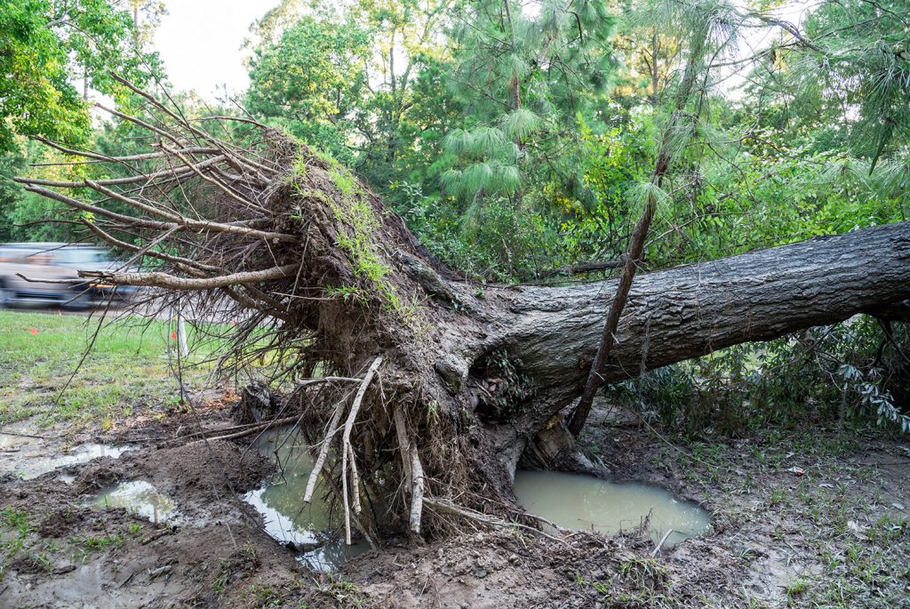 Tree uprooted by storm