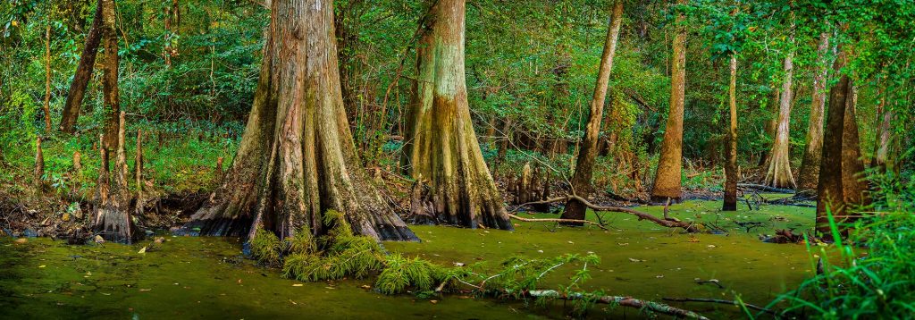 trees in a swamp