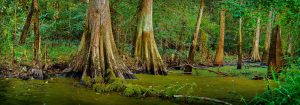 Trees in a swamp