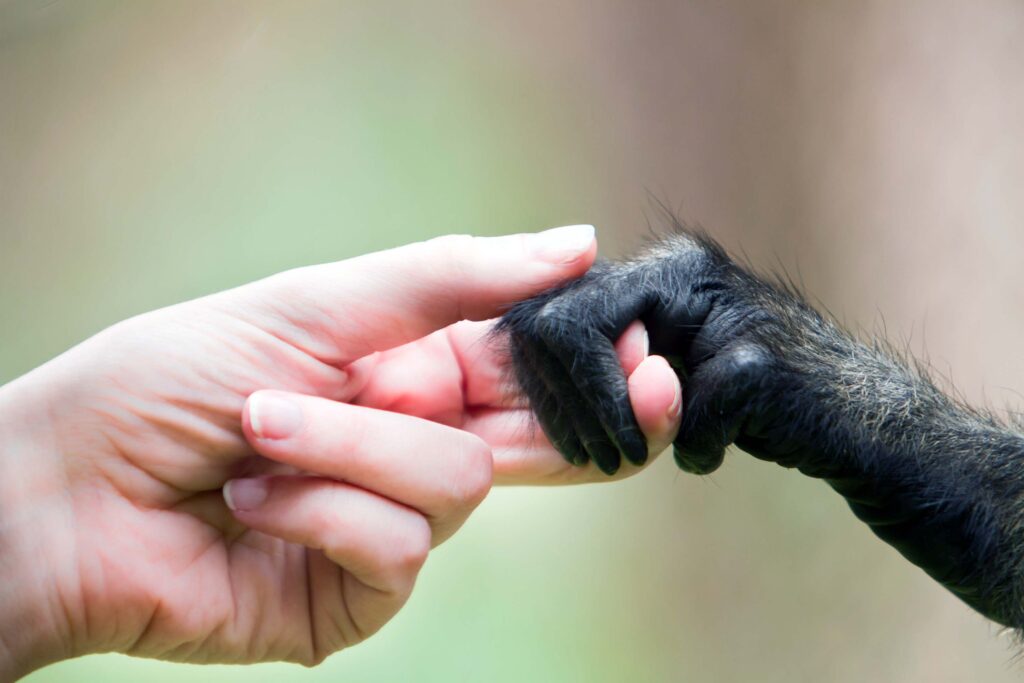 human hand holding chimp hand