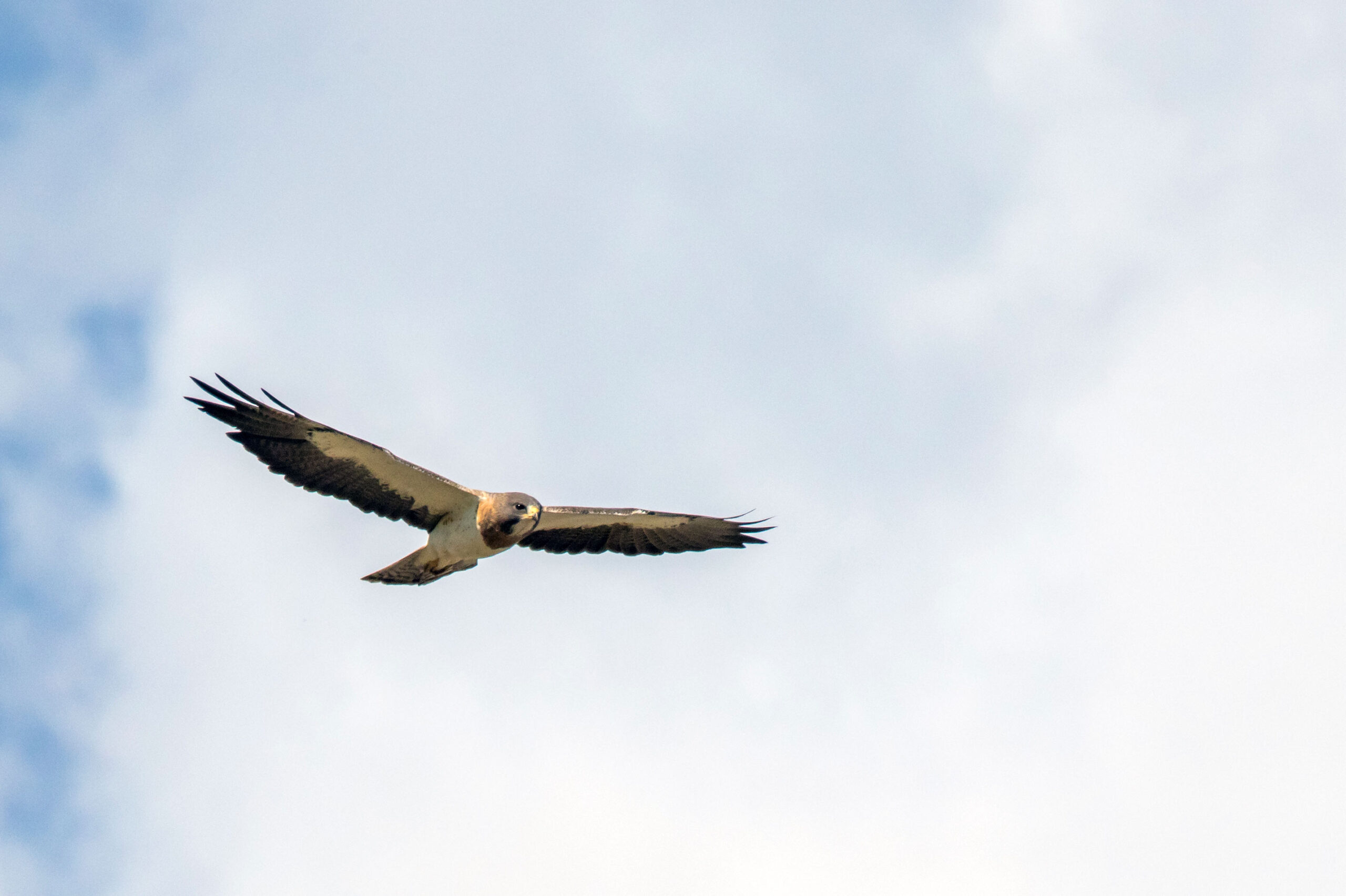 falcon flying across a blue sky