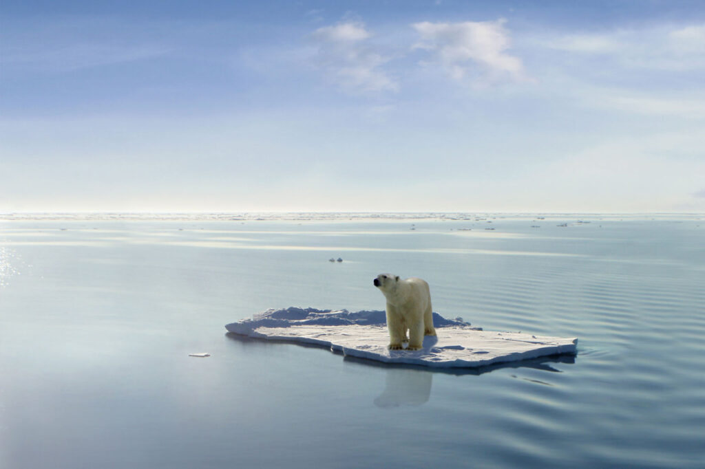 polar bear on a patch of ice